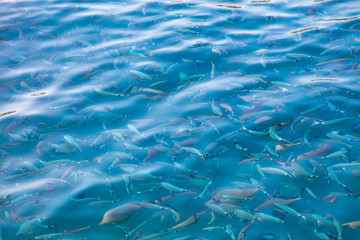 Fish in the blue water of the sea as a background