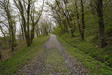 Fototapeta premium Cherry blossom tree lined hill trail in Kakunodate Japan