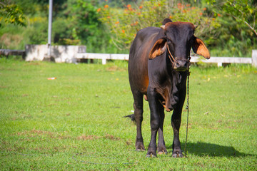 The dark brown cow stood at the meadow.