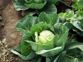 Cabbage, green cabbage head on the background of the earth.