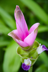 closeup of the grasshopper on pink Siam tulip