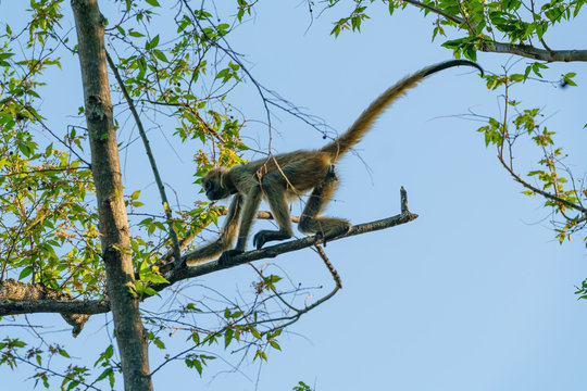 Geoffroy's spider monkey (Ateles geoffroyi) in a tree in Costa Rica