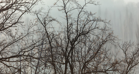 Bare tree branches in the fog at dawn