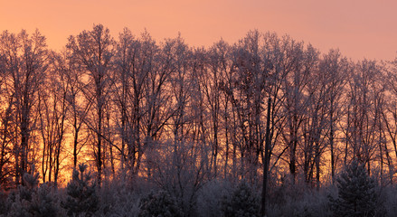Bare branches of a tree in the snow at dawn in winter