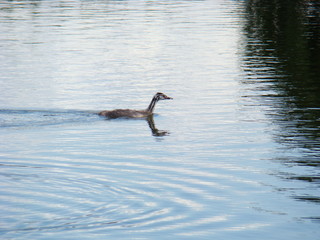 Wild duck swims in the water of the lake.