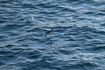 Obraz premium Common kingfisher flying over the water
