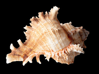 Sea shell isolated on a black background