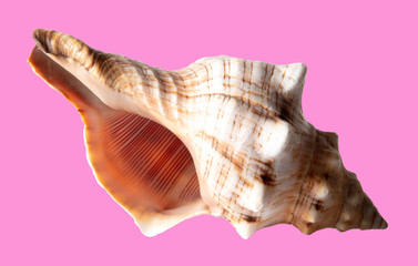 Sea shell isolated on a pink background