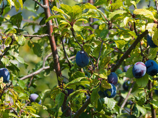 (Prunus domestica) Le prunier cultiv&eacute; aux prunes savoureuses de couleur bleu-violet