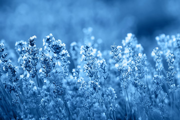 Color of year, 2020. Blooming lavender flowers on sunset, toned classic blue photo. Lavender flower field.