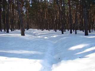 Winter landscape with birches against the blue sky. Winter landscape with snow and birches against the background of a pine forest.