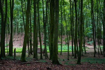 Fototapeta na wymiar Woodland area of Granitz with European beech, Fagus sylvatica, and sessile oak, Quercus petraea in Rugen Island
