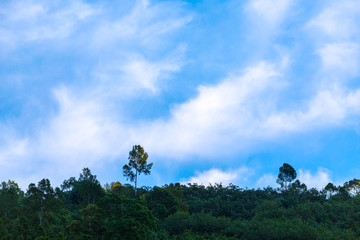 Obraz premium Trees in the forest on the mountains under the summer sky with soft white clouds.