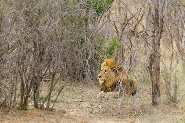Male Lion (Panthera leo) resting in bush,  taken in South Africa