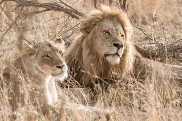 Male and female Lion (Panthera leo) resting together, taken in South Africa
