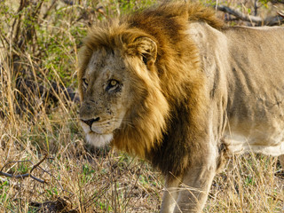 Fototapeta na wymiar Lion (Panthera leo)