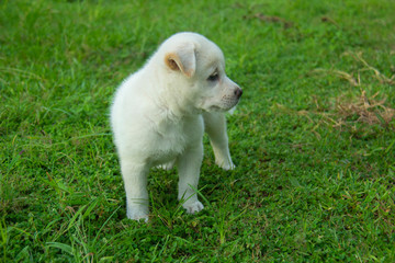White puppies are walking on the lawn.