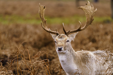 Naklejka na ściany i meble Male Fallow Deer (Dama dama) in winter, taken in UK
