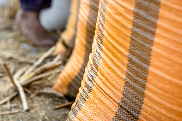 a row of bundles full of rice after cultivation 
