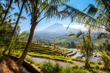 Fototapeta premium scenic view of rice terraces in bali indonesia with volcano