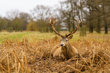 Red deer stag(Cervus elaphus), taken in United Kingdom