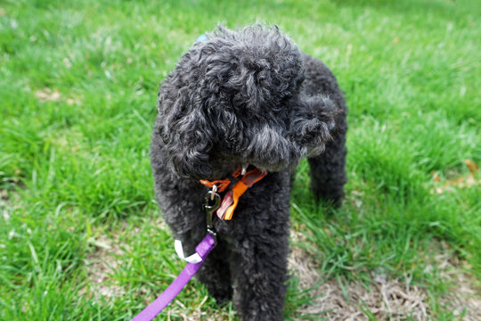 Tied Black poodle toy dog on grassy park