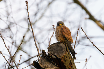 Common Kestrel (Falco tinnunculus)