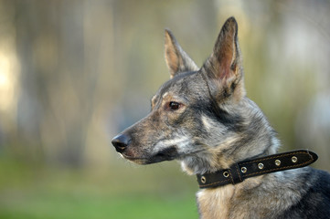 gray skinny dog mongrel on a leash, green grass
