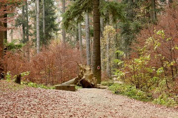 Front view of a path in the forest with autumn color landscape.