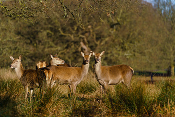 Naklejka na ściany i meble Red deer doe (Cervus elaphus), taken in United Kingdom