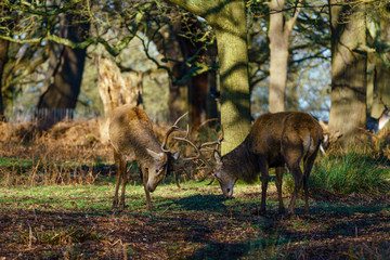 Red deer stag(Cervus elaphus), taken in United Kingdom