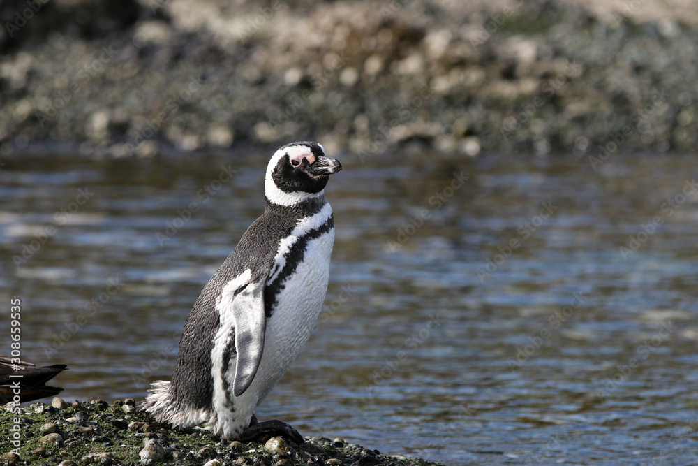 Wall mural magellan pinguin auf tucker island. patagonien. chile