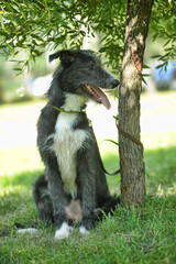Fototapeta premium happy black and white dog in the summer on a walk, a dog from a shelter, taken to a family