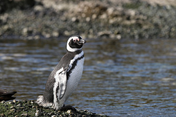 Magellan Pinguin auf Tucker Island. Patagonien. Chile