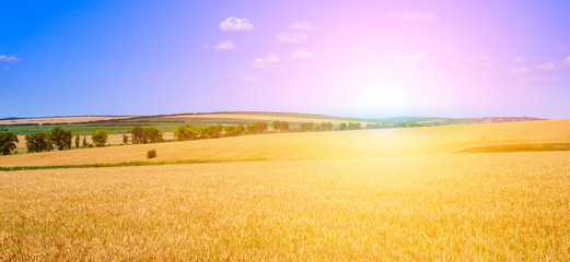 Plakat Golden sunset over wheat field. Wide photo.