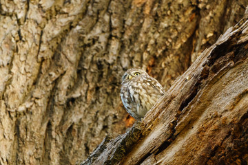 Little Owl (Athene noctua) perched on a large tree branch, taken in the UK