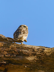 Little Owl (Athene noctua) perched on a large branch, taken in the UK