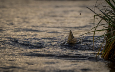 Releasing trout