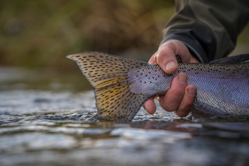 Releasing trout