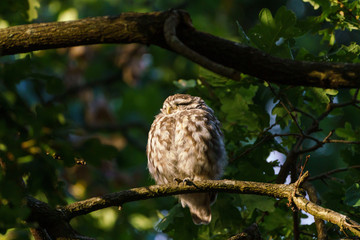 Little Owl (Athene noctua) surrounded by leaves in a tree, taken in the UK