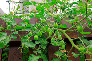 Immature tomatoes in the vegetable garden