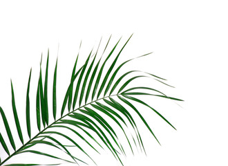 Green palm leaf isolated on white background. Branch of palm tree.