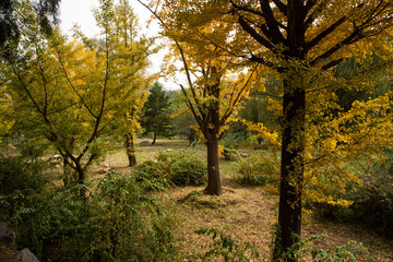 Naklejka premium autumn in the park