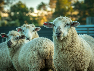 Pig and sheep New Zealand