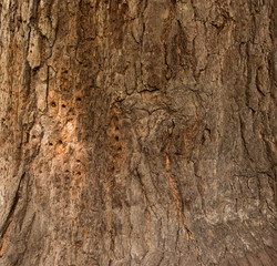 tree bark texture