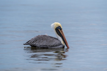 Wild Brown Pelican bird floating on the sea.