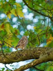 Little owl (Athene noctua)  perched on a branch in late evening, taken in the UK