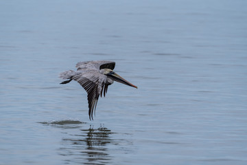 Wild Brown Pelican bird flying over the sea.