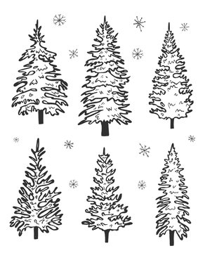 set of spruce.vector graphics. hand drawing. eps
