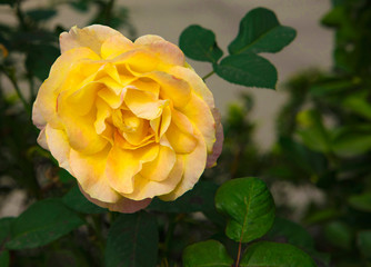 yellow rose in the garden